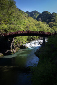 Bridge over river in forest