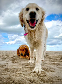 Portrait of dogs on beach