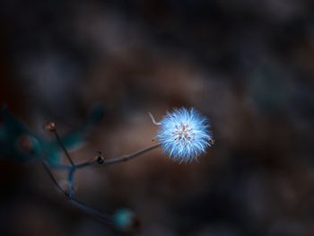 Close-up of dandelion against blurred background