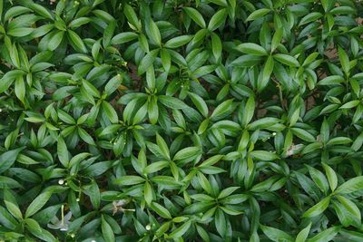 Full frame shot of green plants