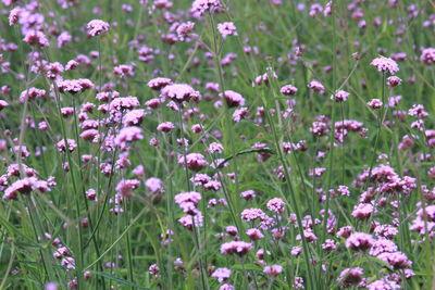 Close-up of verbena flower on field