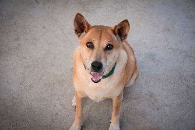 High angle portrait of dog standing on concrete