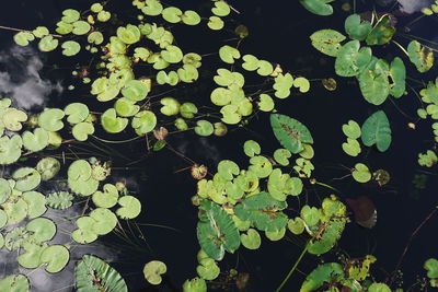 High angle view of leaves floating on lake