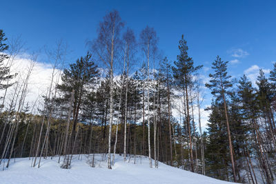 Panoramic view of pine trees on field against sky