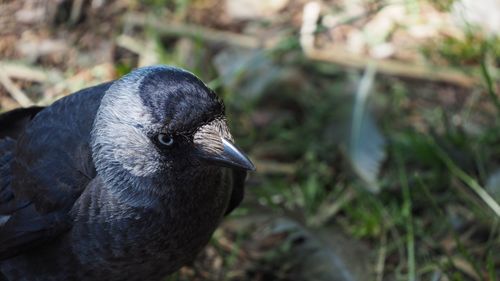 Close-up of jackdaw