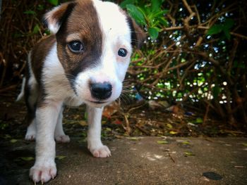 Close-up portrait of a dog