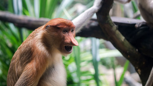 Close-up of monkey