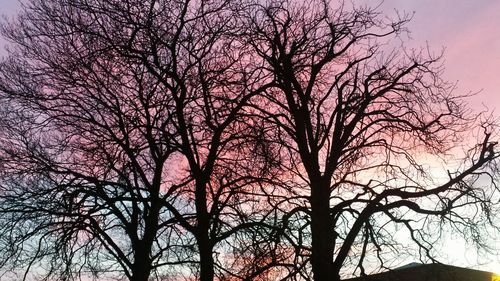 Low angle view of bare tree against sky