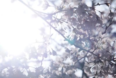 Low angle view of tree against sky