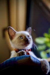 Close-up of a cat looking up