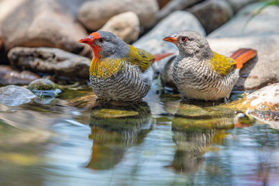 Close-up of birds perching by lake