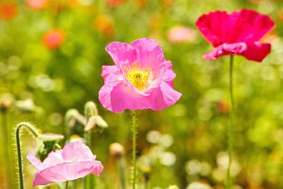 Close-up of pink flower blooming outdoors