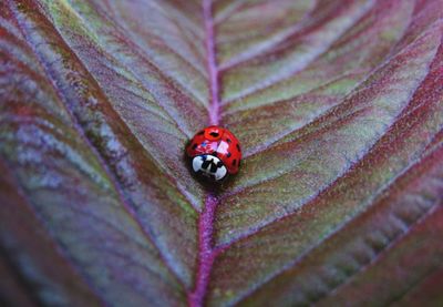 Close-up of ladybug on leaf