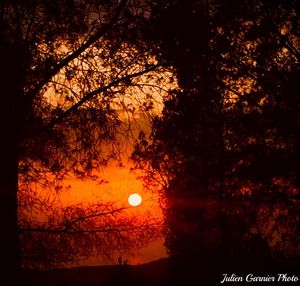 Silhouette trees against orange sky