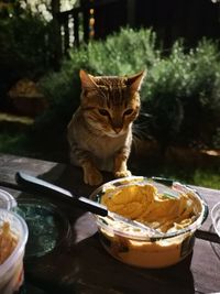 Close-up of cat eating food