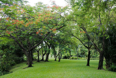 Trees in a park