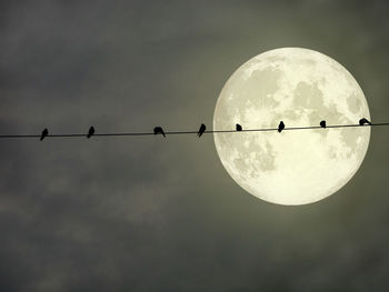 Low angle view of birds against sky at dusk
