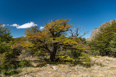 Trees on landscape against blue sky