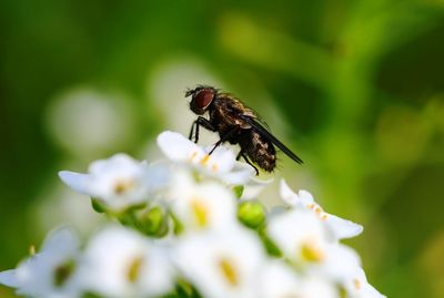 Close-up of bee pollinating on flower