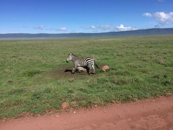 Young zebra on grassy field against sky