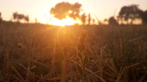 Close-up of stalks in field against sunset