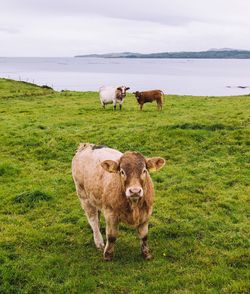 Cows standing on field