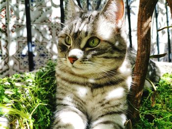 Close-up portrait of a cat