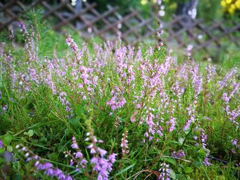 Close-up of purple flowers growing in field