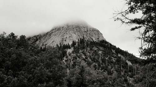 Low angle view of trees against sky