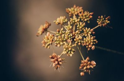 Close-up of flowers