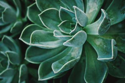 Full frame shot of succulent plant