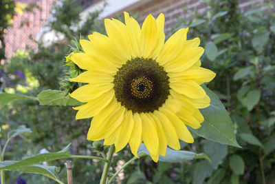 Close-up of yellow sunflower