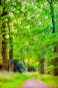 Empty road along trees