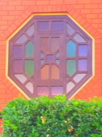 Plants growing in front of building