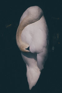 Close-up of swan swimming in lake