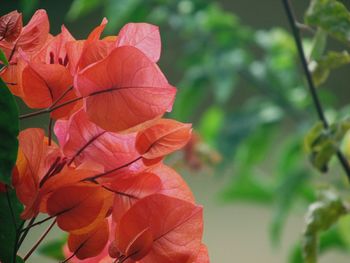 Close-up of plant