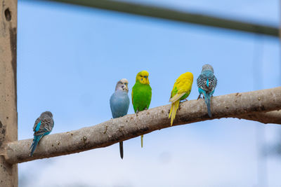 Low angle view of parrot perching on branch