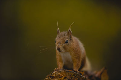 Close-up of squirrel