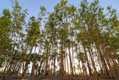 Low angle view of bamboo trees in forest