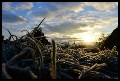 Plants on field at sunset