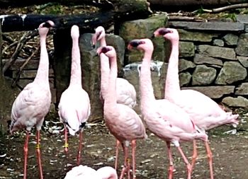 View of birds in lake