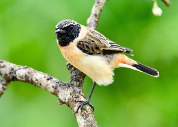 Close-up of bird perching on a branch