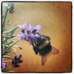 Bee on white flower