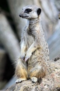Close-up of meerkat sitting on rock