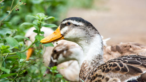 Close-up of duck