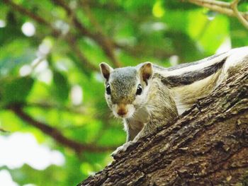 Portrait of squirrel