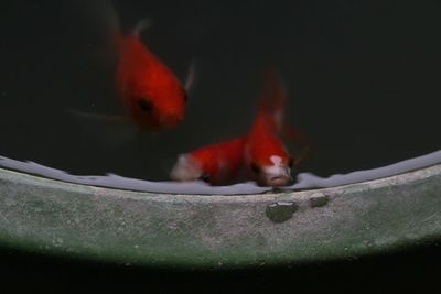 Close-up of crab in water