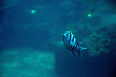 Fish swimming in sea