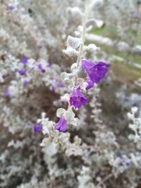 Close-up of purple flowers blooming outdoors