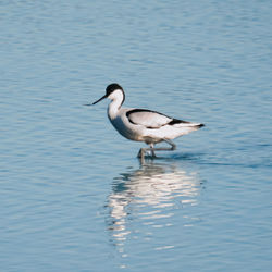 View of bird in lake